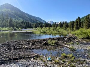 How Beavers Change Groundwater in Mountain Floodplains